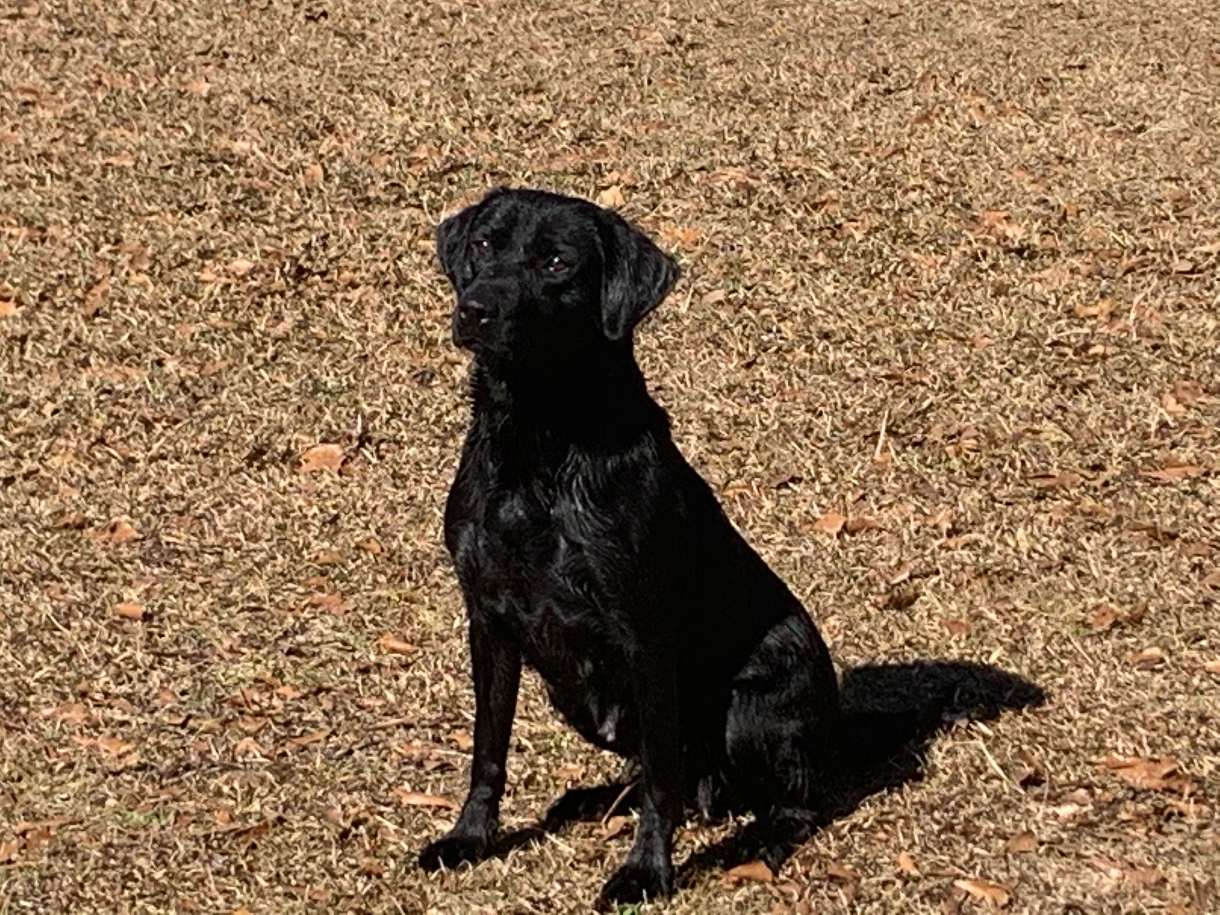 Imported Irish Finished Labrador Ace's Retrievers